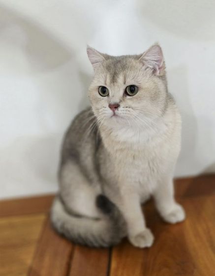 ลดประชากร หนุ่มบริติช 1ปี รูปที่ 4