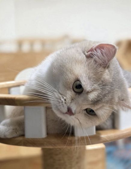 ลดประชากร หนุ่มบริติช 1ปี รูปที่ 2