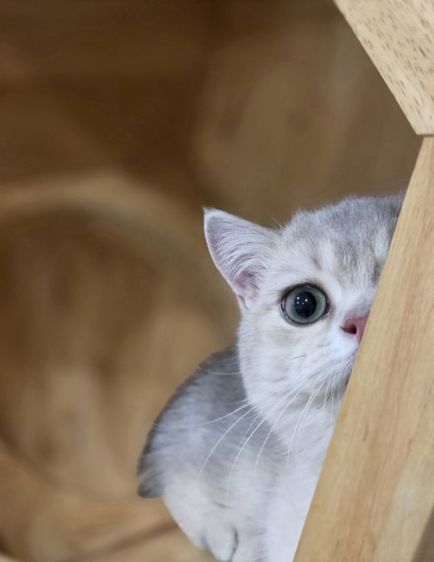 หนุ่มบริติชแท้ อายุ4เดือน รูปที่ 2