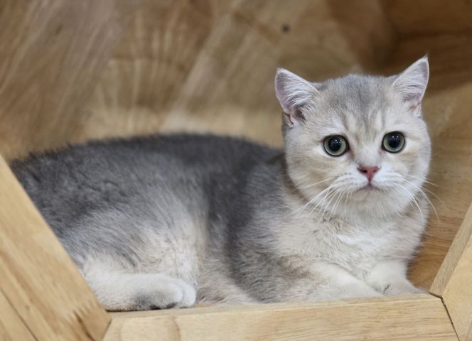 บริติช ชอร์ตแฮร์ (British Shorthair) หนุ่มบริติชแท้ อายุ4เดือน