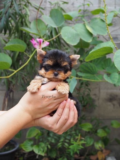 ลูก ยอร์คกึ้ ทีคัพ เพศผู้  รูปที่ 7