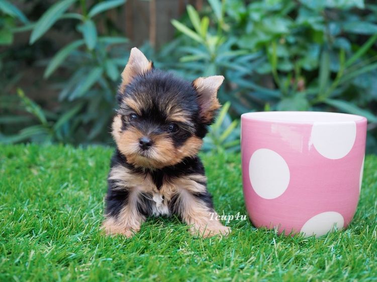 ลูก ยอร์คกึ้ ทีคัพ เพศผู้  รูปที่ 4