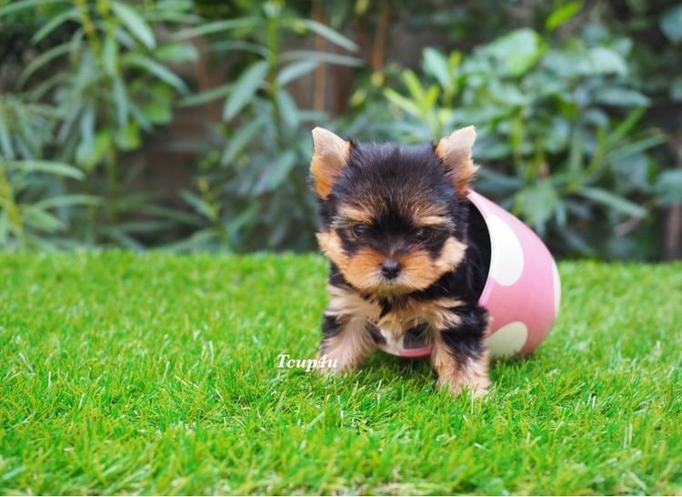 ลูก ยอร์คกึ้ ทีคัพ เพศผู้  รูปที่ 3