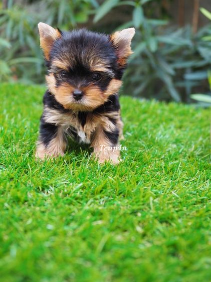 ลูก ยอร์คกึ้ ทีคัพ เพศผู้  รูปที่ 6