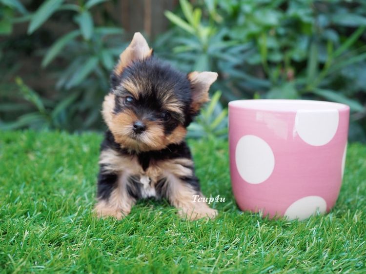 ลูก ยอร์คกึ้ ทีคัพ เพศผู้ 