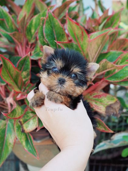 ลูกยอร์คเชียร์ ไซ์ทีคัพ 