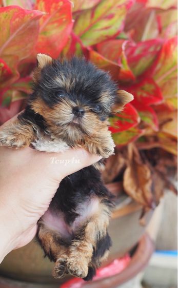 ลูกยอร์คเชียร์ ไซ์ทีคัพ  รูปที่ 3