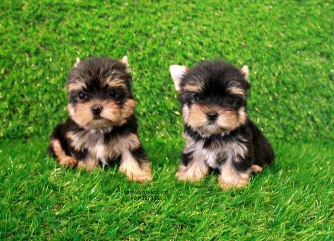 ลูกยอร์คเชียร์ ไซ์ทีคัพ  รูปที่ 12