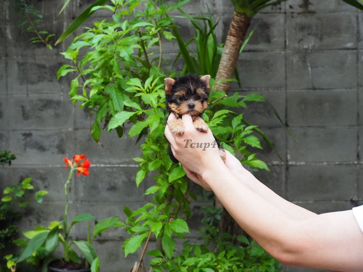 ลูกยอร์คเชียร์ ไซ์ทีคัพ  รูปที่ 8