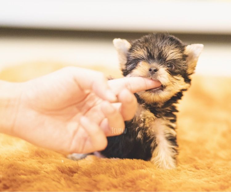 ลูกยอร์คเชียร์ ไซ์ทีคัพ  รูปที่ 14