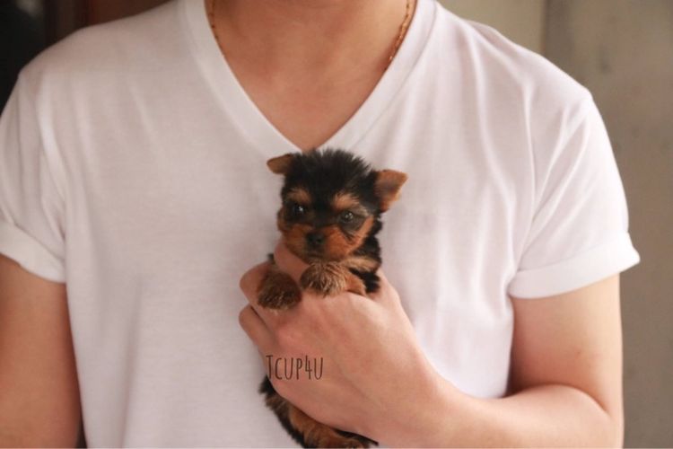 ลูกยอร์คเชียร์ ไซ์ทีคัพ  รูปที่ 17