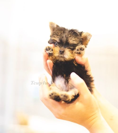 ลูกยอร์คเชียร์ ไซ์ทีคัพ  รูปที่ 13