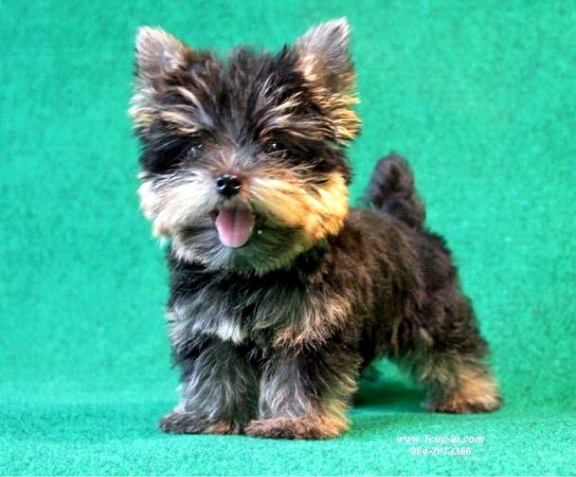 ลูกยอร์คเชียร์ ไซ์ทีคัพ  รูปที่ 18