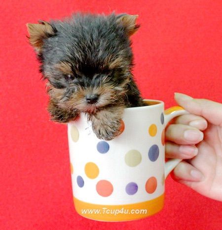 ลูก ยอร์คเชียร์ น่ารักๆ ไซร์จิ๋วๆ  รูปที่ 15