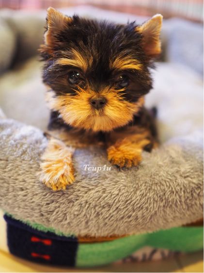 ลูก ยอร์คเชียร์ น่ารักๆ ไซร์จิ๋วๆ 