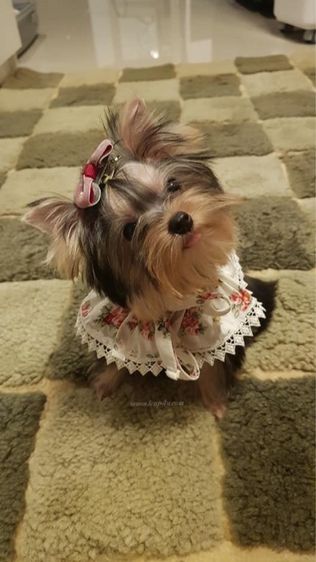 ลูก ยอร์คเชียร์ น่ารักๆ ไซร์จิ๋วๆ  รูปที่ 7