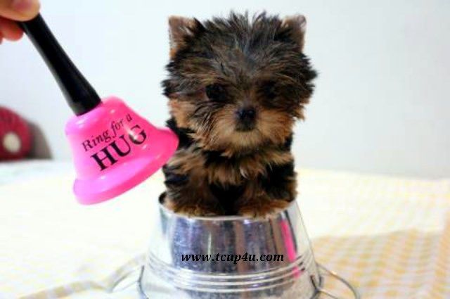 ลูก ยอร์คเชียร์ น่ารักๆ ไซร์จิ๋วๆ  รูปที่ 12