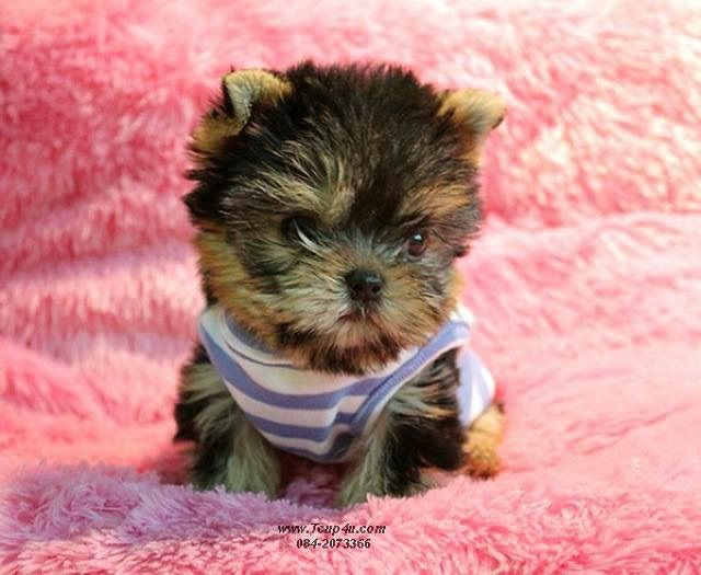 ลูก ยอร์คเชียร์ น่ารักๆ ไซร์จิ๋วๆ  รูปที่ 13