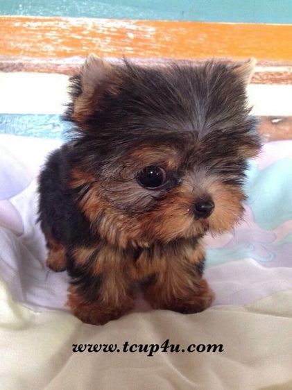 ลูก ยอร์คเชียร์ น่ารักๆ ไซร์จิ๋วๆ  รูปที่ 5