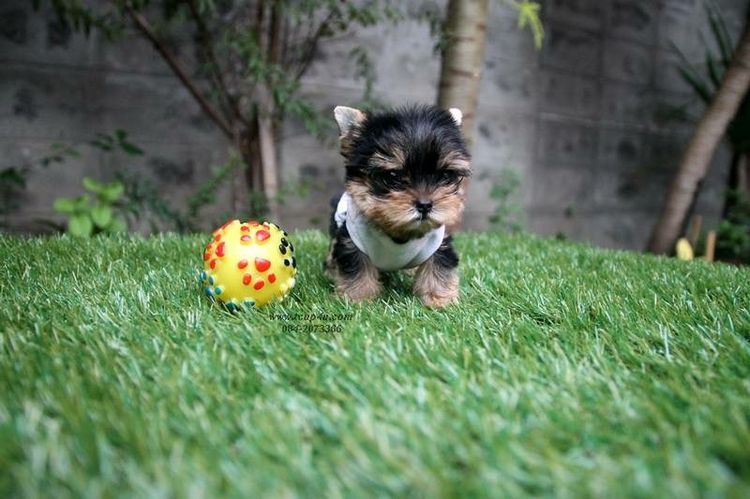 ลูก ยอร์คเชียร์ น่ารักๆ ไซร์จิ๋วๆ  รูปที่ 6