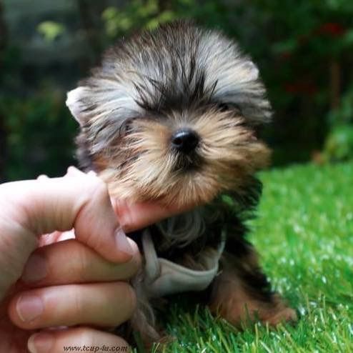 ลูก ยอร์คเชียร์ น่ารักๆ ไซร์จิ๋วๆ  รูปที่ 2