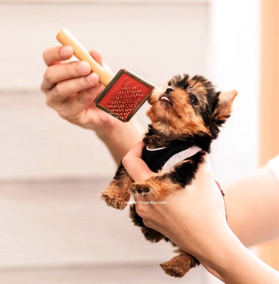 ลูก ยอร์คเชียร์ น่ารักๆ ไซร์จิ๋วๆ  รูปที่ 8