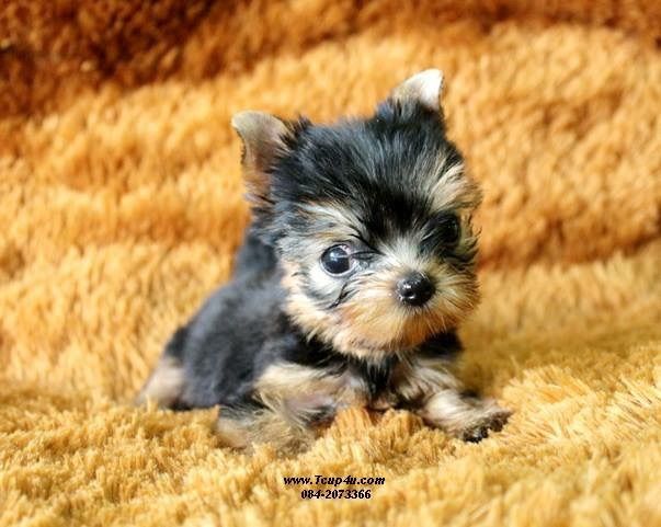 ลูก ยอร์คเชียร์ น่ารักๆ ไซร์จิ๋วๆ  รูปที่ 4