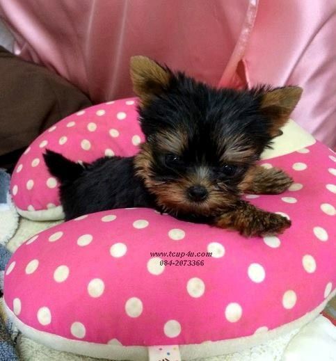 ลูก ยอร์คเชียร์ น่ารักๆ ไซร์จิ๋วๆ  รูปที่ 3