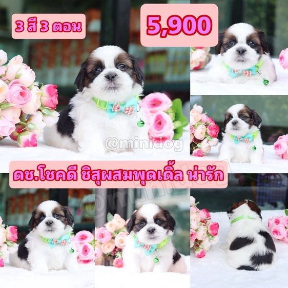 ชิสุผสมพุดเดิ้ล ชิสุแท้