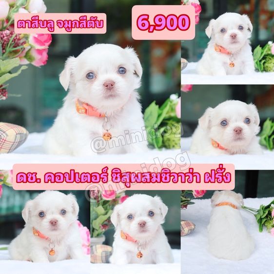 ชิสุผสมพุดเดิ้ล ชิสุแท้ รูปที่ 10