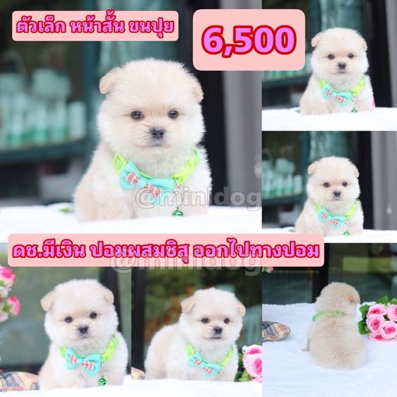 ชิสุผสมพุดเดิ้ล ชิสุแท้ รูปที่ 12