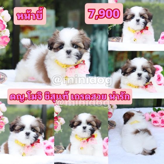 ชิสุผสมพุดเดิ้ล ชิสุแท้ รูปที่ 8