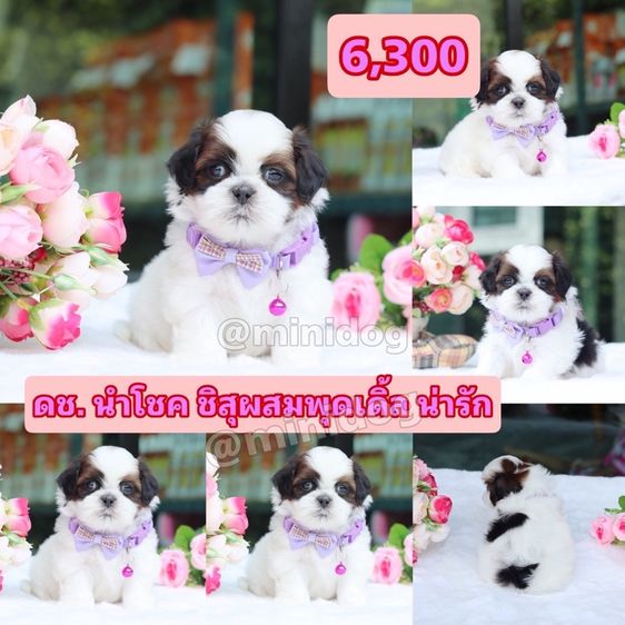 ชิสุผสมพุดเดิ้ล ชิสุแท้ รูปที่ 2