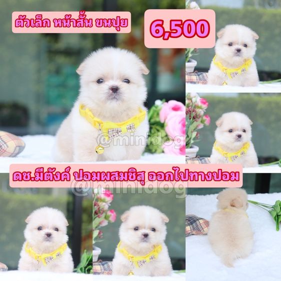 ชิสุผสมพุดเดิ้ล ชิสุแท้ รูปที่ 11