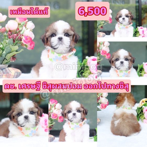 ชิสุผสมพุดเดิ้ล ชิสุแท้ รูปที่ 5