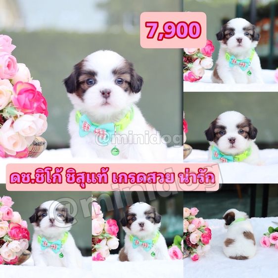 ชิสุผสมพุดเดิ้ล ชิสุแท้ รูปที่ 9