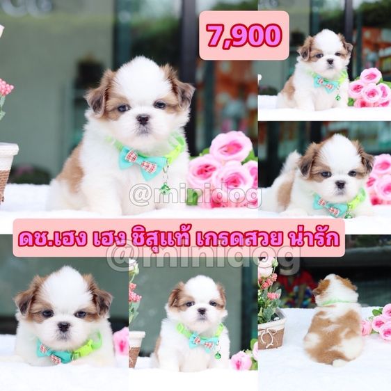 ชิสุผสมพุดเดิ้ล ชิสุแท้ รูปที่ 7