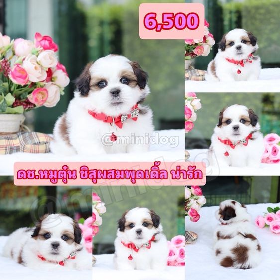 ชิสุผสมพุดเดิ้ล ชิสุแท้ รูปที่ 3