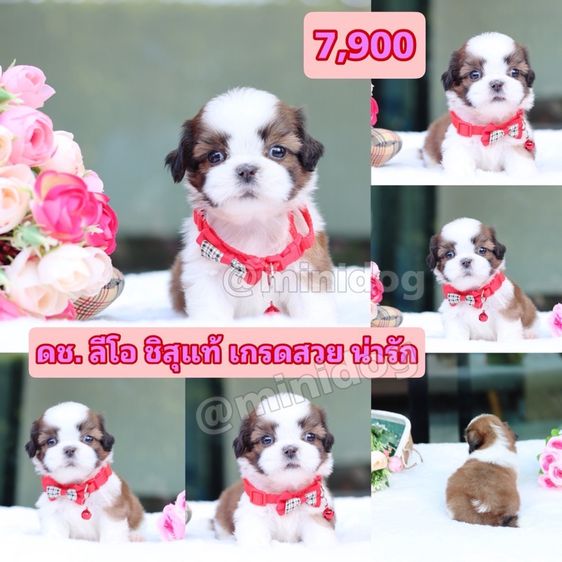ชิสุผสมพุดเดิ้ล ชิสุแท้ รูปที่ 13