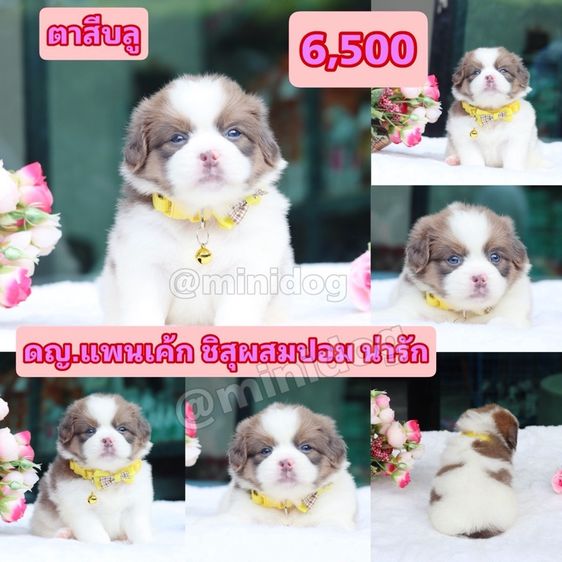 ชิสุผสมพุดเดิ้ล ชิสุแท้ รูปที่ 4