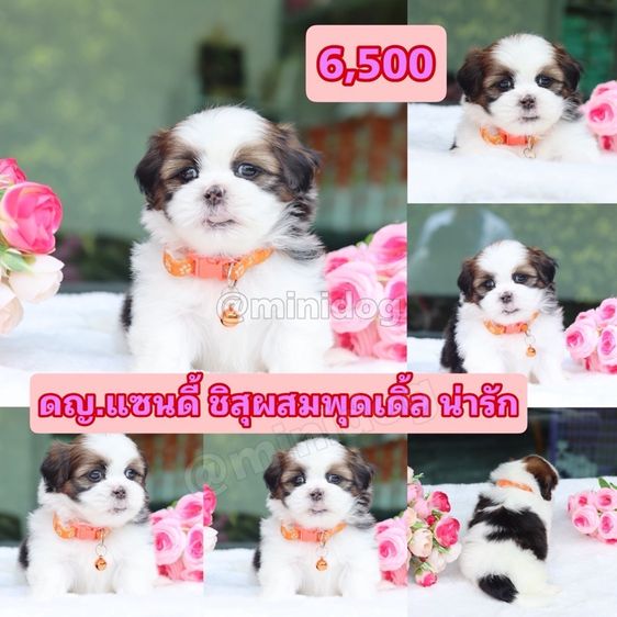 ชิสุผสมพุดเดิ้ล ชิสุแท้ รูปที่ 6