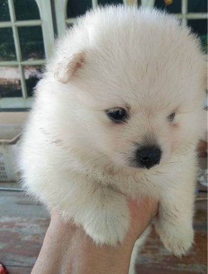 ปอมเมอเรเนียน รูปที่ 3