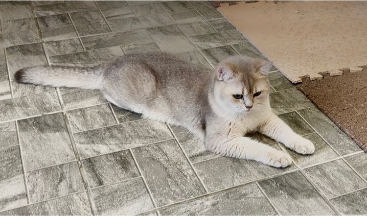 บริติช ชอร์ตแฮร์ (British Shorthair) บริติช ช๊อตแฮร์