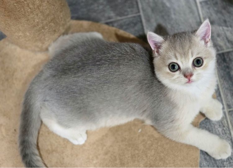 บริติช ชอร์ตแฮร์ (British Shorthair) british shorthair