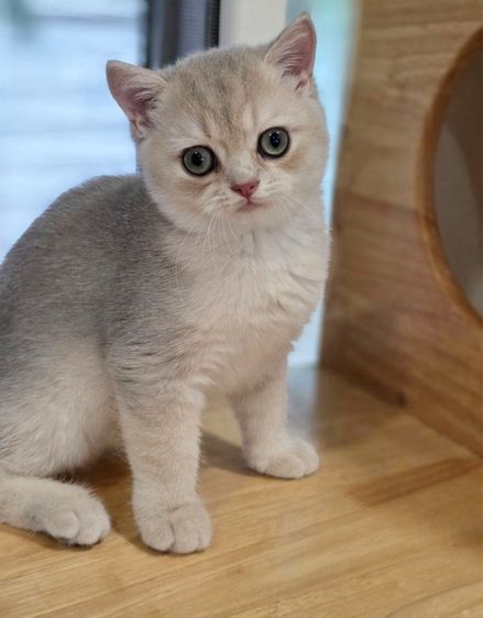 british shorthair รูปที่ 3