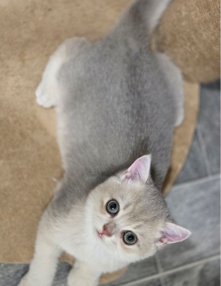 british shorthair รูปที่ 2