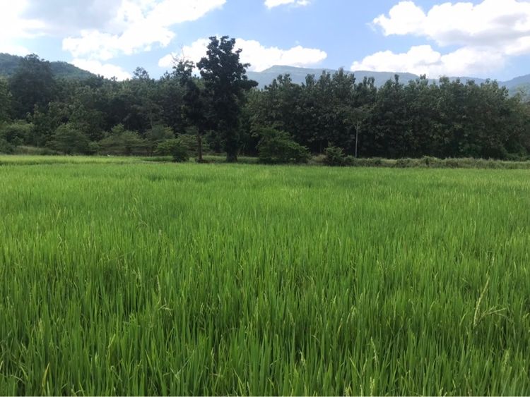 ที่ดินใกล้ทางขึ้นภูทับเบิก รูปที่ 4