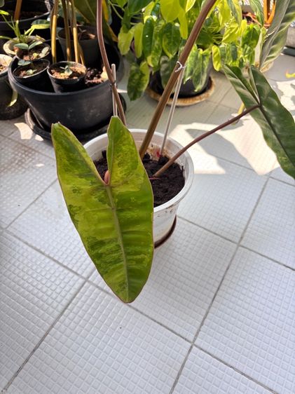 ต้นไม้จริง ก้านส้มด่าง กระถาง 6นิ้ว