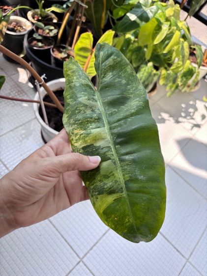 ก้านส้มด่าง กระถาง 6นิ้ว รูปที่ 3