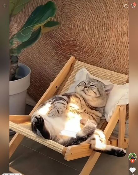  ขายชุดอุปกรณ์แมวสุดคุ้ม
  รูปที่ 4